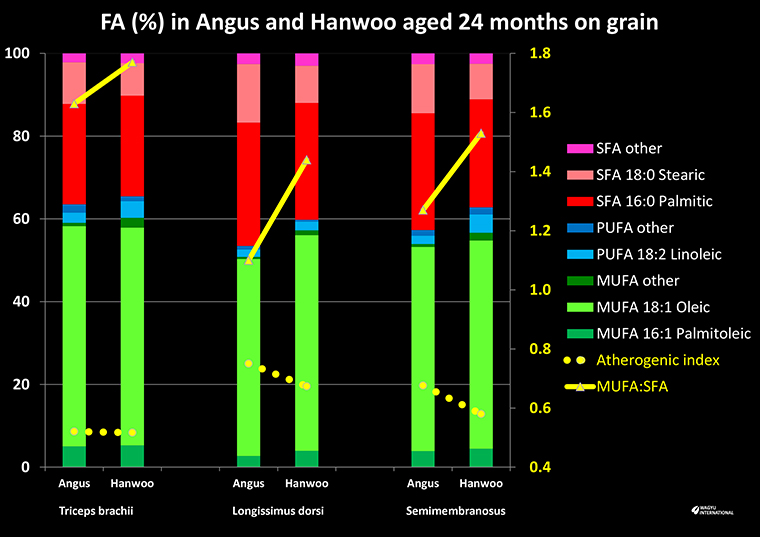 Fatty acid composition, atherogenic ratio and MUFA:SFA for Hanwoo and Angus 24 month steers grain finished